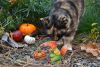 DSC_9021-2.thumb.JPG.3f60ded5eb2ddbb6e2321d7e487c67db.JPG