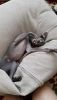 IMG-20180823-WA0005.thumb.jpg.f11cb6aedb19c9261e5704e1489a7a4a.jpg