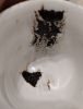 IMG-20251125-WA0004.thumb.jpg.7d72cca262566b1ece7bef896077d600.jpg