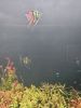IMG_20251202_145416.thumb.jpg.035fc404b5fbb2fb114073f392efe3d1.jpg