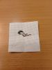 IMG_20251218_201644_272.thumb.jpg.509286d7631f67730731865b0540efcf.jpg