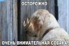 ko_22082015_humour-1.thumb.jpg.9d0f190e4dcb81b7898a30062cea8351.jpg