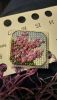 1010975055_.thumb.jpg.cce2db5f3782c440bd66f9dab91bf72c.jpg