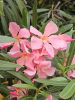 20250614_180320.thumb.jpg.8b1b82eebb94ce1eaf4be06de06a2c2a.jpg