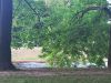 20250812_185709.thumb.jpg.6ccd4695d416962a4ddabf58b60c92cf.jpg