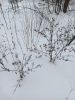 20251228_100050.thumb.jpg.3aa0eaa1f27effd4a1199529e12b6e75.jpg