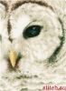 Lanarte PN-0163781, Owl