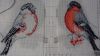 Bullfinch3.thumb.JPG.3c4a888316cb4cff689ba223570dba64.JPG