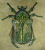 DSC_8591.thumb.JPG.790b09d0ae9eb77ca9a1a34da5dd6ade.JPG