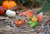 DSC_9027-2.thumb.JPG.7e7d4232b9fe0566011fa6c30a52aef4.JPG