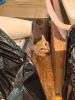 IMG-20250601-WA0032.thumb.jpg.aacca72ff2f6d28af4503005da802dca.jpg