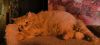 IMG_20250712_182640.thumb.jpg.8c59429850c56e3d63eafa12317c8ebe.jpg