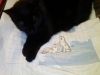 IMG_20260118_204952.thumb.jpg.23c175fa6f29535a26b9b4ec539bd867.jpg
