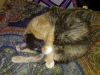 IMG_20260129_010716.thumb.jpg.43bee91559e23554064aa9a920b62bf7.jpg
