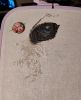 IMG_20260130_195644.thumb.jpg.c9c2bf019ffbaad5b43a24ce0ff4724a.jpg