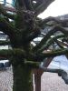 IMG_2183.thumb.JPG.3d608a880c3dd7061f2233963f27419c.JPG