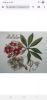 Screenshot_20260124_153605_Chrome.jpg