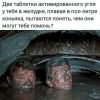 UFIlF5rLfhT_JFQ3WLcTI13on5MJzkcSMxViy26-o6Cg-wXRaTJhbKgvNvSW7q5owSh8CL3X7HyXlFFSGJkempwG.thumb.jpg.bf1f9160700a31fdc2ab3b75a0acaec5.jpg