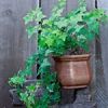 ivy.thumb.jpg.6c8ecfc0619410067b839bded2ca5de3.jpg