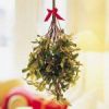 mistletoe.thumb.jpg.56958a40c55108ffcdb5da6564d22853.jpg