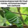 167460986517938916.thumb.jpg.73a3adf3d3deeceb7103f1eb53bc5519.jpg