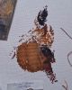 20260118_215036.thumb.jpg.e27ed5e865b700c025523312df23ba0e.jpg