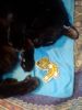 IMG_20260201_163051.thumb.jpg.63411a4eaa517b1624622e9dd0863449.jpg