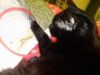 IMG_20260208_180602.thumb.jpg.f40ce5df7fa55cd66708d63fe6902ca8.jpg