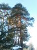 IMG_20260210_160955.thumb.jpg.5c736f0a7fa50805e309e04e5583e406.jpg