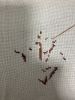 IMG_5639.jpeg