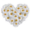 chamomile-heart-25-600x600.thumb.jpg.38216f28e4adacfcbb0664a093ebd573.jpg