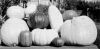 1659839833_ovoshhi-gracheva-na-vystavke_foto_zhurnal-biologiya--8-2006.thumb.jpg.80a13dd13135a3a72af622c54af7c39e.jpg