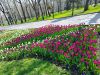 1774818261350.thumb.jpg.59a1a88e83eacd6362dd4784832ede68.jpg