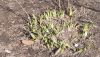 20260316_095508.thumb.jpg.5fcd206cd402b99e42227dcef3bd9460.jpg