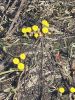 20260322_131740.thumb.jpg.8361566bbd58eeedfd92d008f1be5d11.jpg