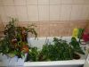 DSC09207.thumb.JPG.ab36372fe07a8c95bb092adfef0c0a93.JPG