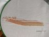 IMG20251207140145.thumb.jpg.9c5e887c83ac6be78234d1ca6edb29a2.jpg?1774094865037