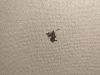 IMG20260301223725.thumb.jpg.9b549a35291a9668825b4ff2bc21d09c.jpg