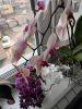 IMG20260322162216.thumb.jpg.44e464d319a98d42bd6e81260ec73c34.jpg