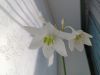 IMG_20260228_100421.thumb.jpg.23ee511da96f4fdebc77e79e385889cb.jpg