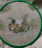 IMG_9313.thumb.jpeg.c428d0c75b133172535ef438a5118f34.jpeg