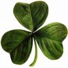 Irish_clover.thumb.jpg.8f6a6047944a5ef969dbe09b2e7d97bf.jpg