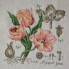 Tulipe_Apricot_Foxx_veronique_enginger.jpg.aa60e9259b44d5daa4173ab279fa7908.thumb.jpg.abf4c601fe7fb70c01af9bc49004e6f7.jpg