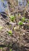 20260331_095540.thumb.jpg.826a791c67f3beba0fc6557b53386fe9.jpg