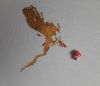 20260413_133035.thumb.jpg.23c99cd75937f9bb80d589377adc2d91.jpg