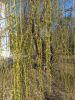 20260416_124510.thumb.jpg.ab5ceec9700cdde623059494712554e7.jpg