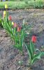 20260417_075500.thumb.jpg.bf6067f59acee67d7260963c5ef82762.jpg
