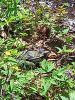 20260417_121235.thumb.jpg.9821be3c557a8900f086e42bf10eba81.jpg