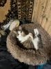 IMG-20250815-WA0016.thumb.jpg.c0430487babf7baa782ee9ff82e4b477.jpg