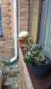 IMG-20250921-WA0010.thumb.jpg.d79b3caf18fa9cd641201c4bf541c552.jpg